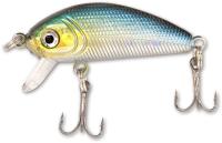 sardine